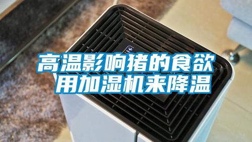 高溫影響豬的食欲 用加濕機來降溫